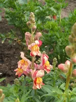 Garten 20.6.09 018.webp