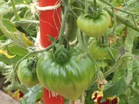 Garten 20.6.09 021.webp
