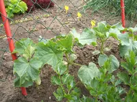 Garten 20.6.09 024.webp