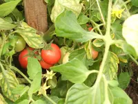 Garten 20.6.09 027.webp