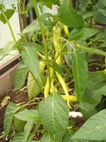 Garten 20.6.09 028.webp