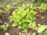 Garten 20.6.09 037.webp