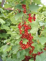 Garten 20.6.09 039.webp