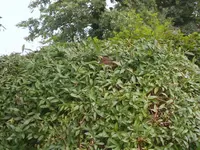 SA500247.webp