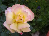 SA500222.webp