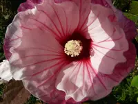 P1020003.webp