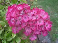 Sommer 2009 735 v.webp