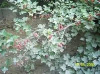 100_1882.webp