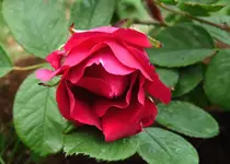 Parfum de l Hay1.webp