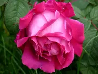 ParfumdelHayy.webp