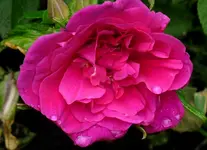 RosairedelHay.webp