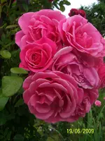 100_1876.webp