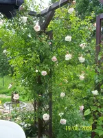 100_1877.webp