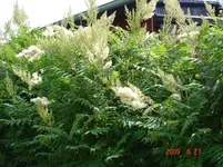 DSC02043.webp