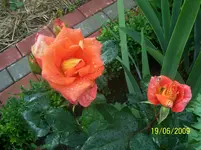 100_1879.webp