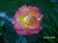 100_1890.webp