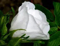 DoubleBlancdeCoubertz.webp