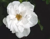 P1010016.webp