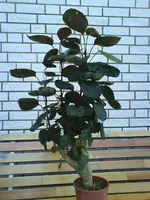 DSC00562.webp