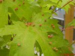 DSC00354.JPG