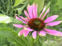 1 Echinacea.webp