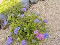 3 farbige Hortensie.webp