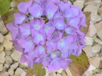 DSC03906.webp