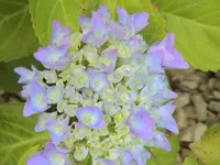 DSC03907.webp
