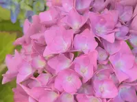 DSC03908.webp