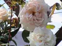 DSC03889.webp