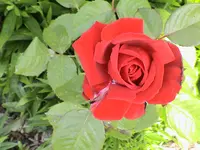 DSC03895.webp