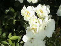 DSC03896.webp