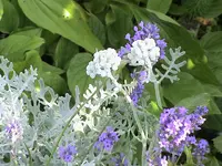 DSC03900.webp