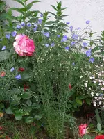 Staudenlein-2.webp