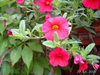 PICT2840.webp