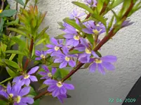 PICT2849.webp