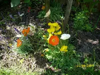 Islandmohn.webp