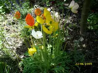 Islandmohn 2.webp