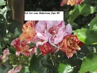 garten 09 Rosentage 026 Malerrose.webp