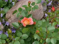 P1060642_600_450.webp
