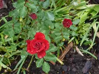 P1060851_600_450.webp