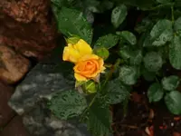 P1060852_600_450.webp