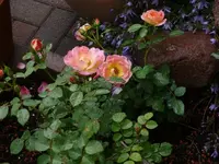P1060856_600_450.webp