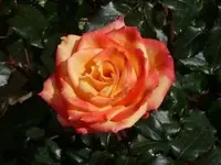 P1060867_600_450.webp