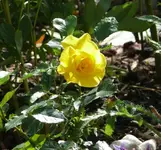 P1060870_600_562.webp