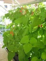 20080629_5803.webp