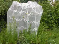 2009  Garten -6 112.webp