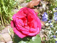 SA500212.webp