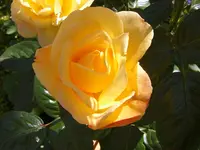 SA500221.webp