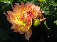 IMG_1901.webp
